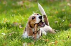 CUORGNE' - Bocconi avvelenati ai cani: indaga la polizia municipale