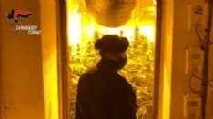 CHIVASSESE - Casolare trasformato in una fabbrica della marijuana - VIDEO