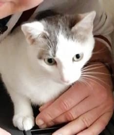 RIVAROSSA - Lettera al pirata della strada, la «mamma» del gatto ucciso: «Se hai una coscienza esci allo scoperto»