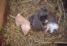 PIAMPRATO SOANA - Appello per trovare una famiglia a questi quattro gattini appena nati - FOTO