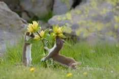 PARCO GRAN PARADISO - Torna il concorso internazionale Fotografare il Parco