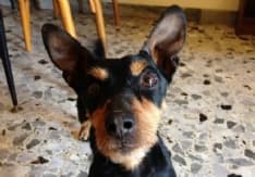 CUCCIOLI - Un appello per il piccolo Jaky, abbandonato e in cerca di una famiglia