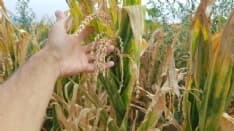 CANAVESE - Coldiretti alle banche: «Stop al pagamento dei mutui per gli agricoltori colpiti da siccità e grandinate»