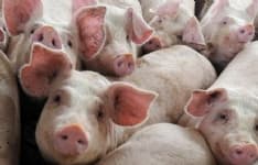 VALPERGA - Dei maiali che puzzano se ne occuperà la procura