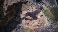 PARCO GRAN PARADISO - Spicca il volo in diretta il piccolo gipeto Avrì - VIDEO