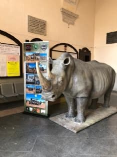 IVREA - La città ospita «Leo» e si schiera dalla parte dei rinoceronti a rischio estinzione