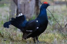 CACCIA - Si spara alla pernice e al gallo forcello: animalisti sul piede di guerra