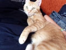 AGLIE' - Micio smarrito in zona salone Alladium