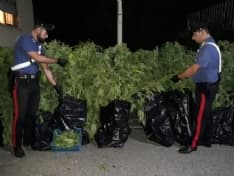 CUORGNE' - Piantagione di cannabis: arrestato un «coltivatore» 47enne