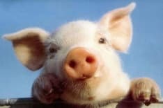 Il Testamento del Maiale, messer Grugno Corocotta!