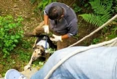 AGLIE' - Cane di sedici anni scivola in un fossato e rimane bloccato nel fango: salvato dalle Giacche Verdi - FOTO