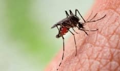 CANAVESE - La Regione al fianco degli Enti locali per la lotta contro le zanzare