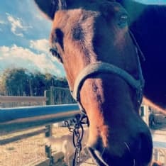 BAIRO - In ricordo dell'adorato cavallo Pepy, i proprietari regalano lezioni di ippoterapia ai ragazzi con difficoltà neuromotorie