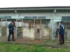 MATHI - Cani rinchiusi tra escrementi e rifiuti: carabinieri sequestrano canile abusivo - FOTO e VIDEO