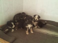 VALPERGA - Nove cuccioli abbandonati in un sacco della spazzatura