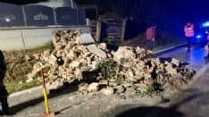 AUTO CONTRO CINGHIALE - Terzo incidente in quattro giorni in Canavese: automobilista ferito, abbattuta cappella votiva