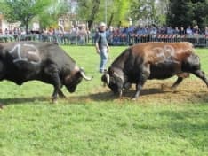  Favria riparte con la 44esima Fiera di San Isidoro