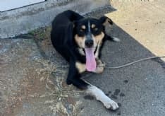 BORGARO - I poliziotti salvano un cagnolino che vaga per la tangenziale: si cerca il proprietario - FOTO