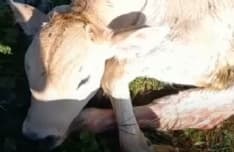 RONCO CANAVESE - Vitello ferito dall'attacco di un lupo: l'allarme degli allevatori
