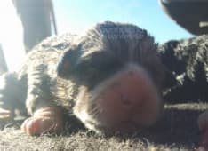 CASTELLAMONTE - Sette cuccioli lanciati in acqua per ucciderli - FOTO e VIDEO