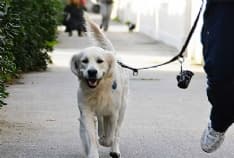 RIVAROLO - Il cane sporca? 500 euro di multa. Al padrone, ovviamente