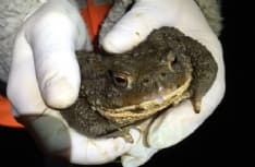 CANAVESE - Più di 3000 rospi da salvare a Pertusio, Vidracco e Vistrorio - FOTO