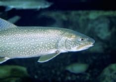 CANAVESE - Due milioni di avannotti per ripopolare i fiumi con trote e lucci