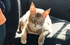 FORNO CANAVESE - Appello per ritrovare la gatta Jinx sparita dalla frazione Cimapiasole - FOTO