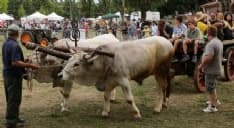 BOSCONERO - Alla Fiera Agricola con il Green pass nelle aree espositive