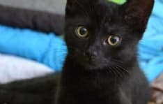 CASTELLAMONTE - Bocconi avvelenati uccidono due gatte: caccia all'idiota in frazione Campo