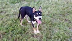 OZEGNA - Cane scomparso: appello per ritrovare la piccola Nanami