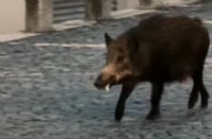 IVREA - Niente lieto fine: il cinghiale uscito dal municipio è stato abbattuto - VIDEO