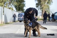 IVREA - 200 agenti e i cani antiesplosivo vigileranno sullo Storico Carnevale