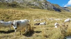 CANAVESE - Pascoli secchi, allevatori in difficoltà: iniziano a scarseggiare erba e acqua. A rischio le produzioni di latte e formaggi