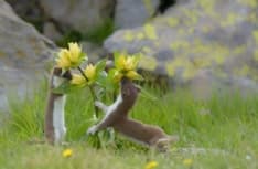 PARCO GRAN PARADISO - Proclamati i vincitori della nuova edizione del concorso «Fotografare il Parco»