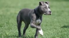 IVREA - Pitbull uccide un cagnolino e ferisce la sua padrona, intervento della polizia