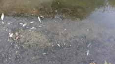 LEINI - Strage di pesci nel canale: indaga l'Arpa. Effettuato un campionamento dell'acqua