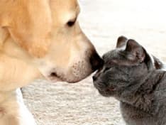 RIVAROLO-AGLIE' - Sabato la prima raccolta alimentare per animali