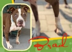 CALUSO - Dopo tanta sfortuna che l'ha messo a dura prova, Brad è stato adottato