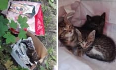 RIVAROLO CANAVESE - Quattro cuccioli abbandonati nel sacchetto della spesa