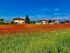 CANAVESE - I papaveri di Feletto vincono la sfida social