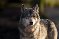 CANAVESE - Attacchi dei lupi: la Regione pensa ad un sistema di indennizzi più celere