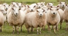 SCIENZA - Ecco perché le pecore girano in tondo