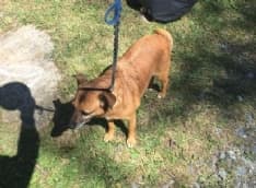 CANAVESE - Il cane si allontana dal padrone: scatta la multa da 52 euro...