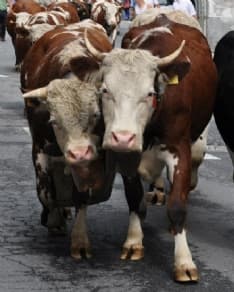 PONT CANAVESE - E' tempo di Transumanza: festa in occasione del rientro delle mandrie dagli alpeggi
