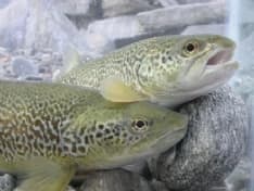 LOCANA - Per salvare la trota marmorata apre l'incubatoio ittico