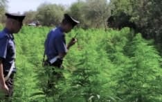 BORGOFRANCO - Piantagione di marijuana nel bosco: nei guai un pensionato e un barista - VIDEO