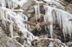 PARCO GRAN PARADISO - Anche nel 2020 il gipeto ha scelto il Gran Paradiso per il proprio nido
