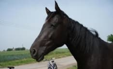 IVREA - Ubriaco a cavallo: multato e denunciato dalla polizia