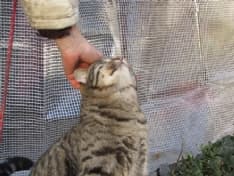 RIVAROLO - Il futuro del gattile di Villa Vallero nel prossimo consiglio